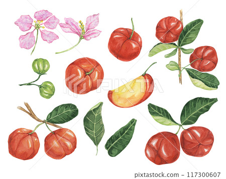 Acerola set, red Barbados cherry fruits cliparts with leaves and flowers. Malpighia emarginata glabra watercolor illustration. Superfood vitamin C source for print, packaging, labels, food supplements Acerola set, red Barbados cherry fruits cliparts with leaves and flowers. Malpighia emarginata glabra watercolor illustration. Superfood vitamin C source for print, packaging, labels, food supplements 117300607