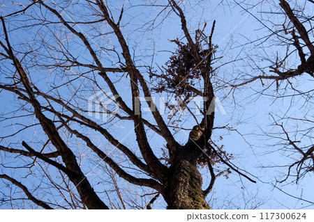 Nikko City Kawamata bear den 117300624