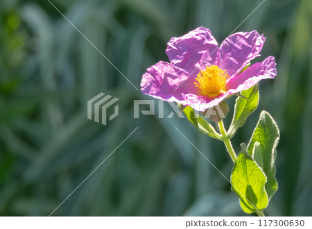 Cistus albidus or grey-leaved cistus pink flower with crinkled petals and yellow stamens in the backlit on the dark blurred background Cistus albidus or grey-leaved cistus pink flower with crinkled petals and yellow stamens in the backlit on the dark blurred background 117300630
