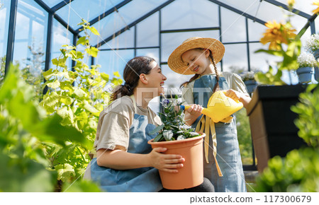 mother and daughter are gardening in the greenhouse mother and daughter are gardening in the greenhouse 117300679