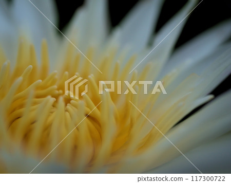Tropical water lily "Star White" blooming in July Tropical water lily "Star White" blooming in July 117300722