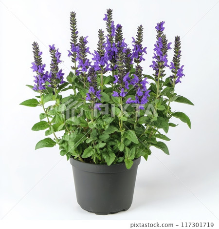 Blooming Salvia in a Pot, Isolated on White Background, Perfect for Gardening and Floral Arrangement Ideas Generative AI 117301719