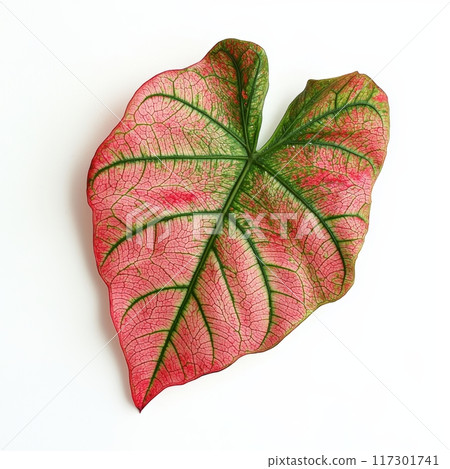Colorful Caladium Leaf Isolated on White Background, Perfect for Botanical and Gardening Themes Generative AI 117301741