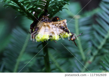 Nesting of paper wasps Nesting of paper wasps 117302609