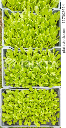 Organically grown seedlings in containers, selective focus. Organically grown seedlings in containers, selective focus. 117302614