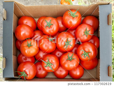 Freshly picked organically grown tomatoes in a box, selective focus. 117302619