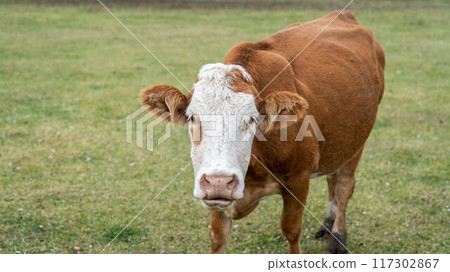 A curious cow gazes at the camera in Artvin, Turkey's Black Sea region, surrounded by lush green pastureland 117302867