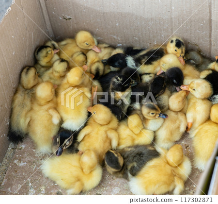 Local market in Kyrgyzstan with a carton box of newborn chicks and broilers, highlighting poultry farming 117302871