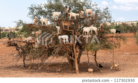Goats climbing Argan trees in Morocco. A unique sight of wildlife in Africa. 117302930