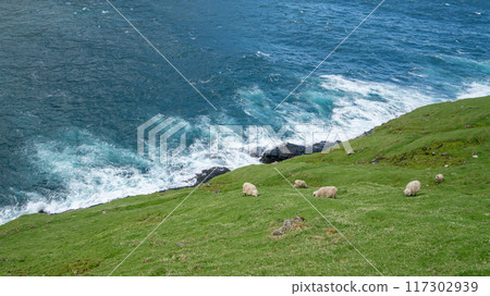 Sheep roam freely on Vagar Island in the Faroe Islands, showcasing the serene rural landscape and natural habitat. Sheep roam freely on Vagar Island in the Faroe Islands, showcasing the serene rural landscape and natural habitat. 117302939