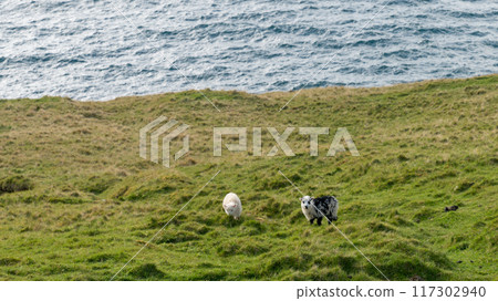Sheep roam freely on Vagar Island in the Faroe Islands, showcasing the serene rural landscape and natural habitat. Sheep roam freely on Vagar Island in the Faroe Islands, showcasing the serene rural landscape and natural habitat. 117302940
