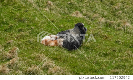 Sheep roam freely on Vagar Island in the Faroe Islands, showcasing the serene rural landscape and natural habitat. Sheep roam freely on Vagar Island in the Faroe Islands, showcasing the serene rural landscape and natural habitat. 117302942