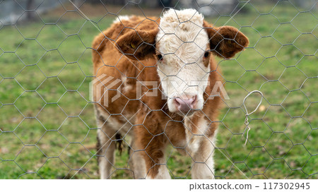A curious cow behind a fence gazes at the camera in Artvin, Turkey's Black Sea region, surrounded by lush green pastureland 117302945