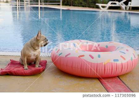 Adorable bulldog dog relaxing by the pool looking at colorful swimming equipment. Adorable bulldog dog relaxing by the pool looking at colorful swimming equipment. 117303096