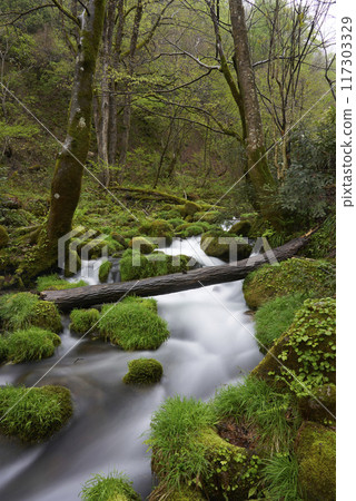 Mossy rocks and clear stream, Mt. Daisen, Tottori Mossy rocks and clear stream, Mt. Daisen, Tottori 117303329