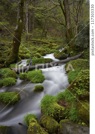 Mossy rocks and clear stream, Mt. Daisen, Tottori 117303330