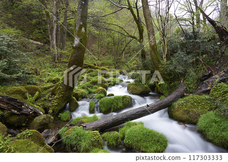 Mossy rocks and clear stream, Mt. Daisen, Tottori Mossy rocks and clear stream, Mt. Daisen, Tottori 117303333