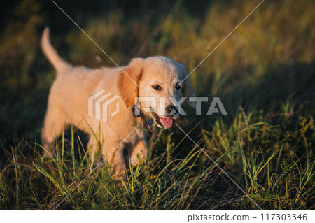 Amazing Portrait Of Adorable Golden Retriever Puppy On Summer Golden Hour Nature. Tiny dog, cute lovely pet, new member of family Amazing Portrait Of Adorable Golden Retriever Puppy On Summer Golden Hour Nature. Tiny dog, cute lovely pet, new member of family 117303346