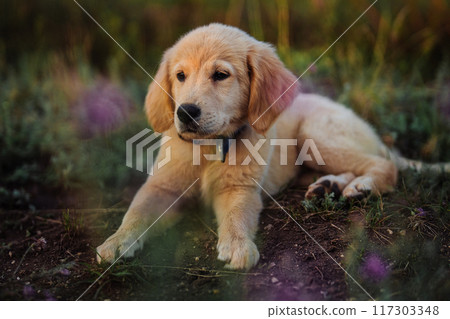 Amazing Portrait Of Adorable Golden Retriever Puppy On Summer Golden Hour Nature. Tiny dog, cute lovely pet, new member of family Amazing Portrait Of Adorable Golden Retriever Puppy On Summer Golden Hour Nature. Tiny dog, cute lovely pet, new member of family 117303348