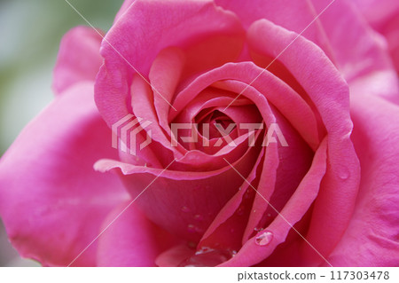 Up of red roses 117303478