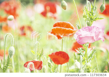 Poppy field 117303634