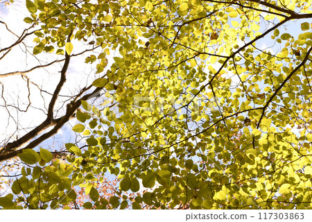 Autumn leaves 117303863