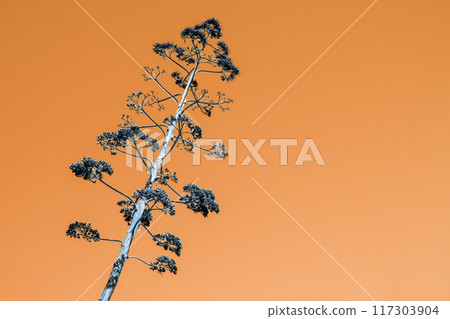 Unusual colorful tropical trees with fallen leaves, background Unusual colorful tropical trees with fallen leaves, background 117303904