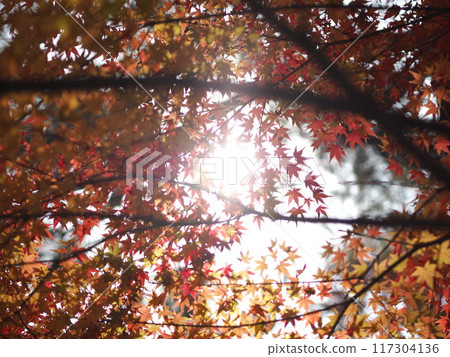 Autumn leaves in Arashiyama, Kyoto Autumn leaves in Arashiyama, Kyoto 117304136