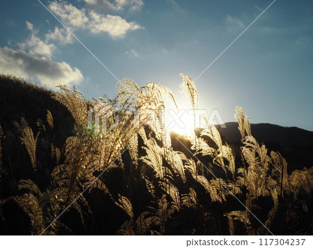 Autumnal Japanese silver grass in Sengokuhara, Hakone 117304237