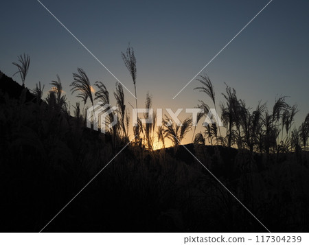 Autumnal Japanese silver grass in Sengokuhara, Hakone 117304239