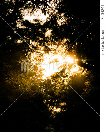 Sunset. Orange sunlight in tree branches. Dark background. A harbinger of war 117304241