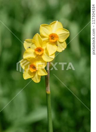 Beautiful spring narcissus flower on a green background. Yellow daffodil or narcissus martinette decorative flower. 117304384