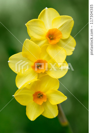 Beautiful narcissus martinette flower closeup. Three bright yellow daffodils on a green background. Flower postcard. Beautiful narcissus martinette flower closeup. Three bright yellow daffodils on a green background. Flower postcard. 117304385