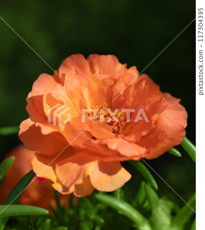Orange terry portulaca flower on a dark green background closeup. Floral background. Orange terry portulaca flower on a dark green background closeup. Floral background. 117304395
