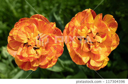 Orange striped tulip flower on natural green background. Hybrid terry tulip Orange Princess. 117304396