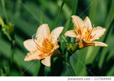 Beautiful light orange flowers daylilies closeup on green background. Blooming Hemerocallis On And On. 117304400