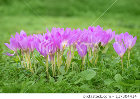 Purple flowers colchicum, autumn crocus on green background. Beautiful flower with purple petals. Purple flowers colchicum, autumn crocus on green background. Beautiful flower with purple petals. 117304414