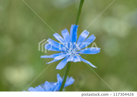 Blue chicory flower closeup on a green blurred background. Medical useful plant. Blue chicory flower closeup on a green blurred background. Medical useful plant. 117304426