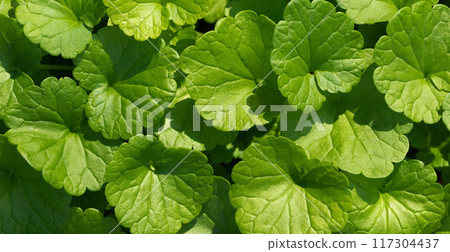 Green leaves texture or background. Ground ivy, field balm, wild snakeroot, glechoma hederacea close up. Banner. Green leaves texture or background. Ground ivy, field balm, wild snakeroot, glechoma hederacea close up. Banner. 117304437