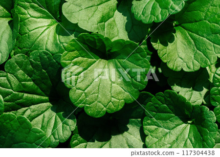 Green leaves glechoma hederacea close up, detailed texture. Natural vibrant green leaf ground ivy background. Natural pattern. Green leaves glechoma hederacea close up, detailed texture. Natural vibrant green leaf ground ivy background. Natural pattern. 117304438