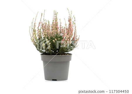 Pink heather in a flower pot isolated on a white background. Calluna or briar or common heather. Copy space. 117304450