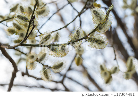 Flowering catkins on light sky background. Pussy willow, grey willow, goat willow. 117304491