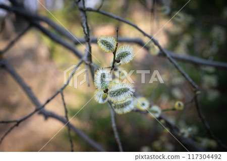 Flowering catkins, pussy willow, goat willow. Willow twig or branch. 117304492