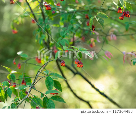Beautiful poisonous plant Euonymus, spindle tree in the forest. Pink flower with orange fruit and black seed. 117304493