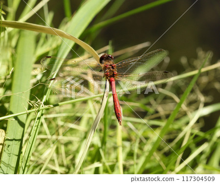 Beautiful Red dragonfly, Sympetrum sanguineum on green background close up. 117304509