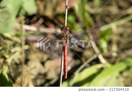 Dragonfly on a green background, macro. Dragonfly sitting on a dry blade of grass. Sympetrum sanguineum, red dragonfly, ruddy sympetrum, ruddy darter. 117304510