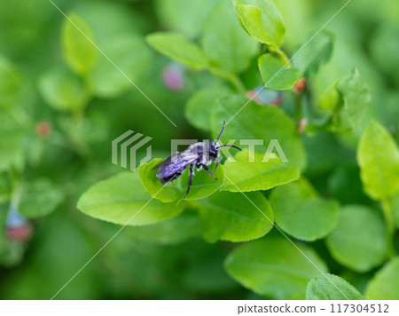 Andrena or mining bee on green leaf background. Little black insect. Andrena or mining bee on green leaf background. Little black insect. 117304512
