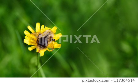 Big black bumblebee with yellow stripes and textured wings on a yellow flower autumn hawkbit. 117304514