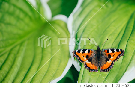 Nettle butterfly or aglais urticae sits on green leaf background. A beautiful butterfly with orange wings. Close up macro. Summer postcard. Nettle butterfly or aglais urticae sits on green leaf background. A beautiful butterfly with orange wings. Close up macro. Summer postcard. 117304523