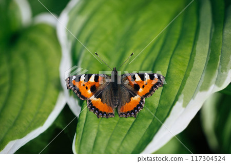 Beautiful aglais urticae butterfly, tortoise butterfly on green leaf. Nettle butterfly rests on a hosta plant. Beautiful background or postcard. Beautiful aglais urticae butterfly, tortoise butterfly on green leaf. Nettle butterfly rests on a hosta plant. Beautiful background or postcard. 117304524